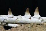 Beautifully Prepared Mosasaur Jaw Section #31589-7